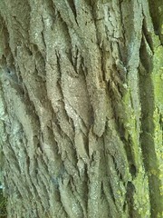 Populus × canadensis