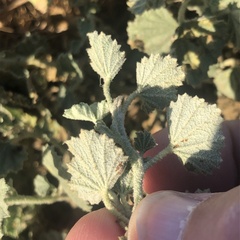 Malvella leprosa