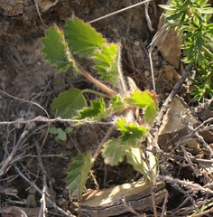 Pelargonium ovale