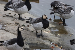 Branta leucopsis