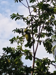 Annona muricata