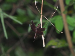 Neurothemis fluctuans