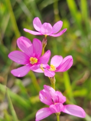 Ixia erubescens