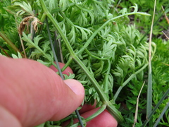 Cynorhiza typica