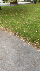 Sciurus carolinensis