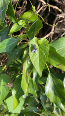 Calliphora vicina