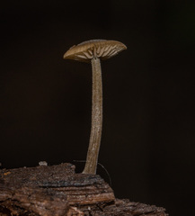 Simocybe centunculus
