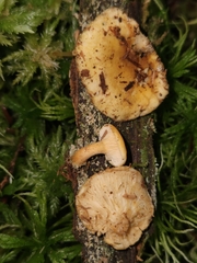 Hygrophoropsis pallida