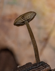 Simocybe centunculus