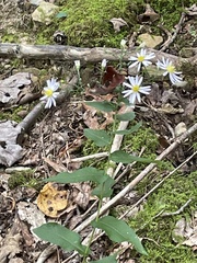 Symphyotrichum undulatum