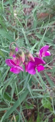 Lathyrus latifolius