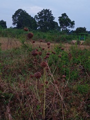 Leonotis nepetifolia
