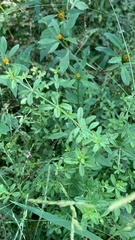 Galium trifidum