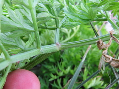Cynorhiza typica
