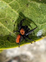 Phidippus apacheanus