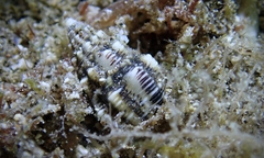 Cerithiidae