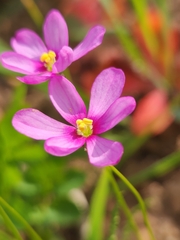 Ixia erubescens
