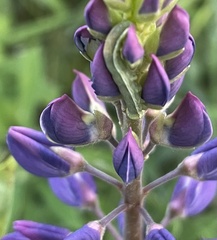 Lupinus polyphyllus