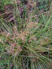 Cyperus