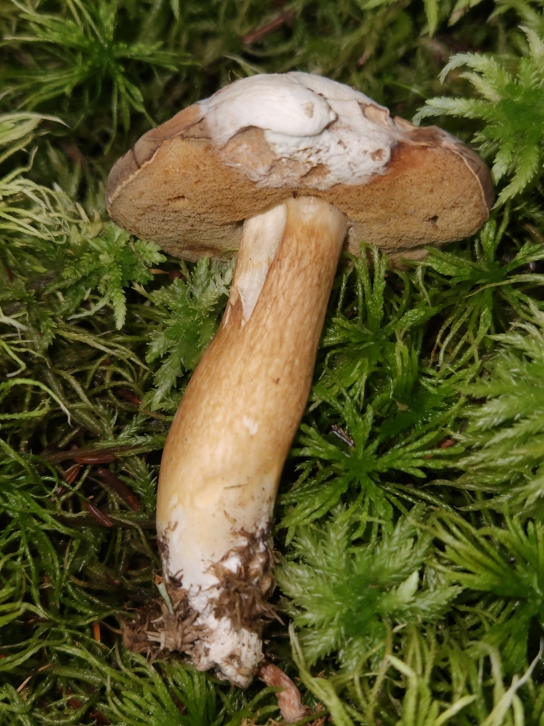 Spotted Bolete From Clarion County, Us-pa, Us On September 23, 2022 At 