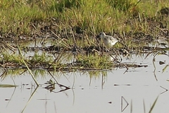 Calidris alba