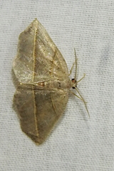 Metanema determinata