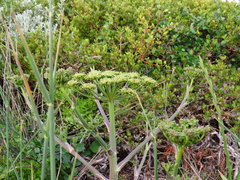 Cynorhiza typica