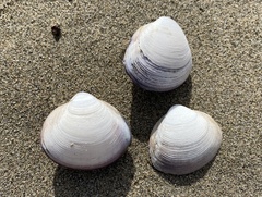 Mactra quadrangularis