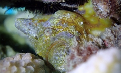 Antennatus tuberosus