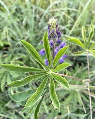 Lupinus polyphyllus