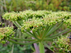 Cynorhiza typica