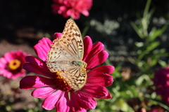 Argynnis