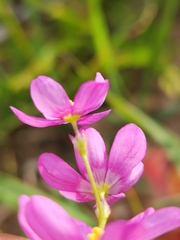 Ixia erubescens