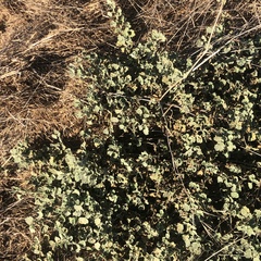 Malvella leprosa