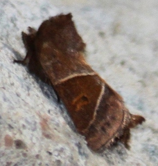 Lemmeria digitalis