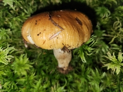 Russula granulata