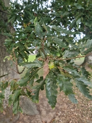 Quercus cerris