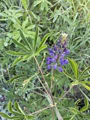 Lupinus polyphyllus