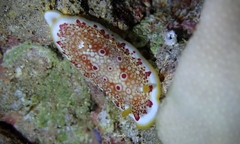 Goniobranchus
