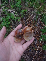 Pomacea canaliculata