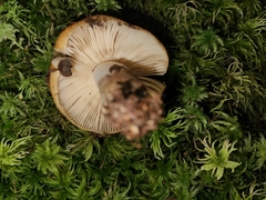 Russula granulata