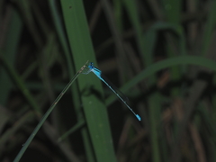Pseudagrion microcephalum