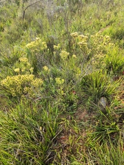 Leucadendron lanigerum lanigerum
