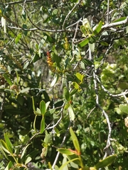 Colliguaja odorifera