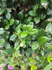 Ilex cornuta