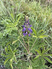 Lupinus polyphyllus