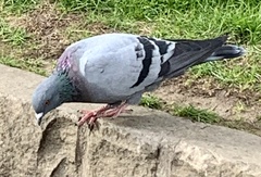 Columba livia