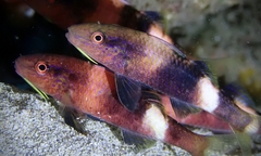 Parupeneus multifasciatus