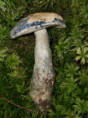 Gyroporus cyanescens