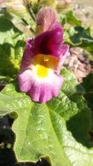 Proboscidea parviflora